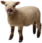 Lamb