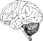 Brain